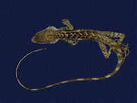 藏品(斯文豪氏攀蜥)的圖片